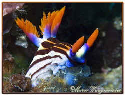 "Lunchtime" (Nembrotha purpureolineata) at Batu Abah, Nus... by Marco Waagmeester 